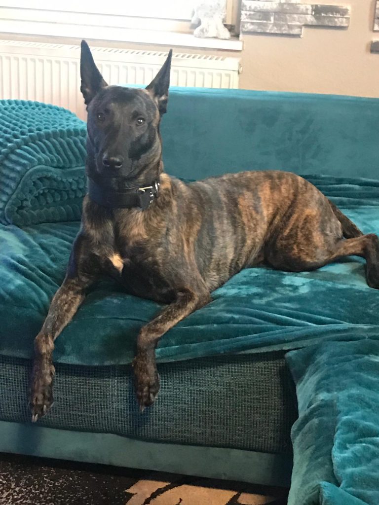 Hund auf Sofa liegend