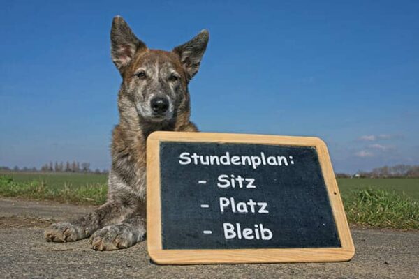 Hund mit Unterrichtsplan