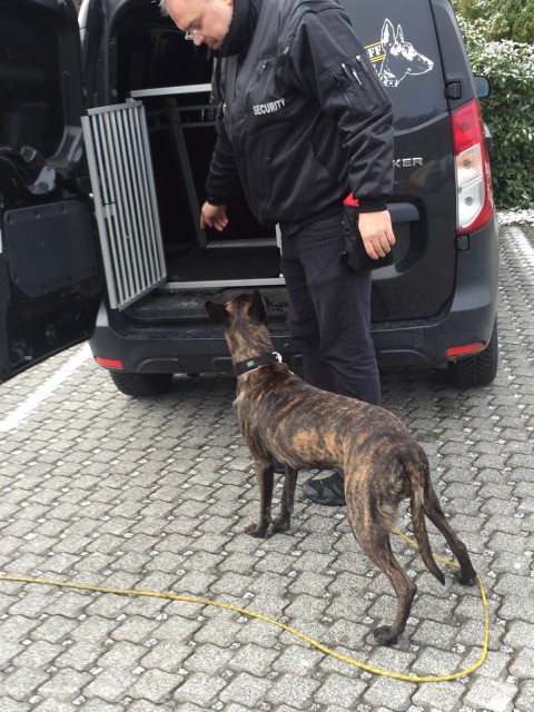 Sicherheitsmann mit Hund im Vans