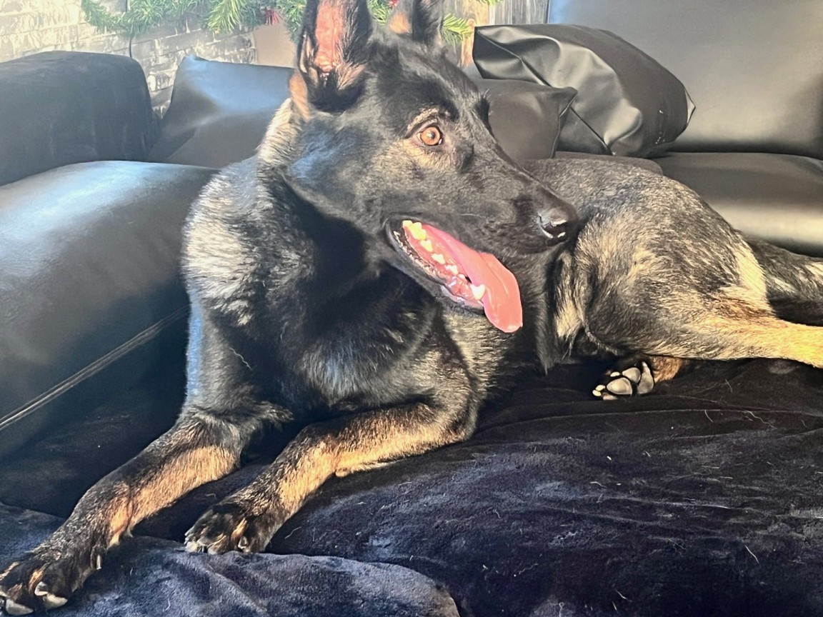 Schwarzbrauner Hund entspannt auf Couch