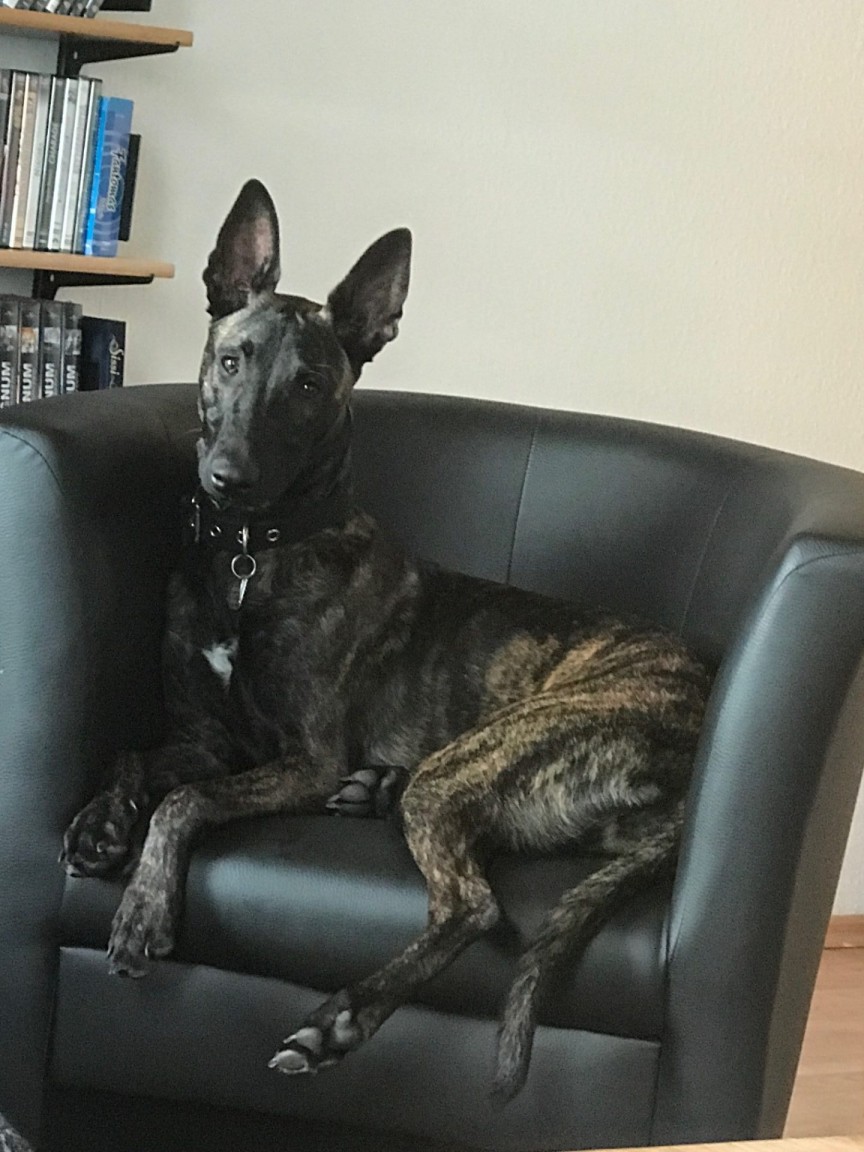 Hund auf schwarzem Sessel
