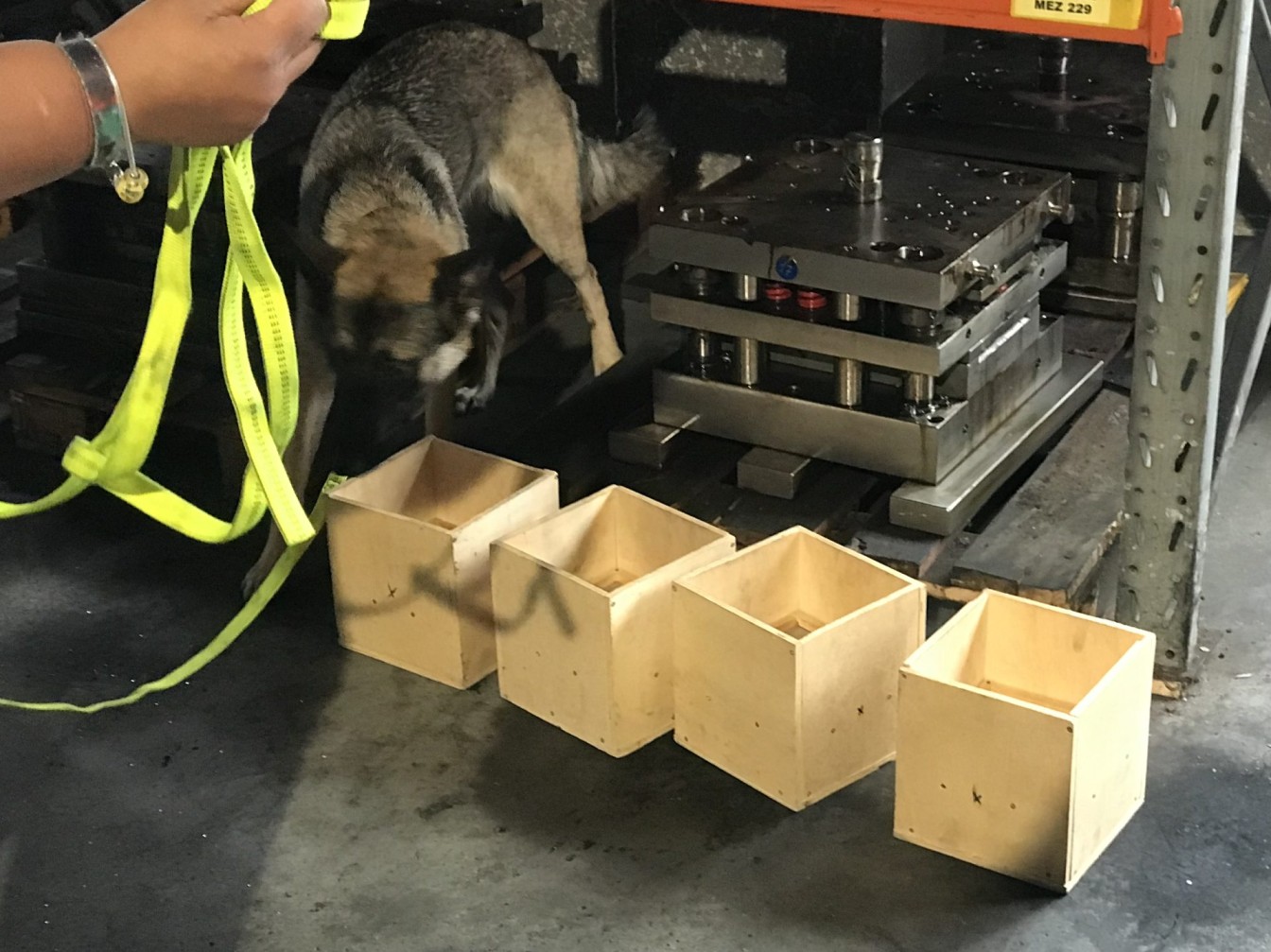 Hundewelpe und Holzboxen