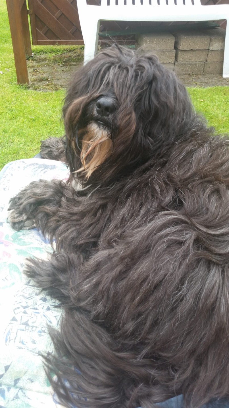 Schwarzer, lockiger Hund sitzt