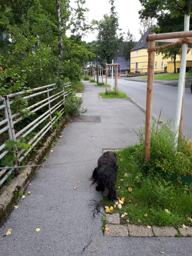 Hund geht den Bürgersteig entlang