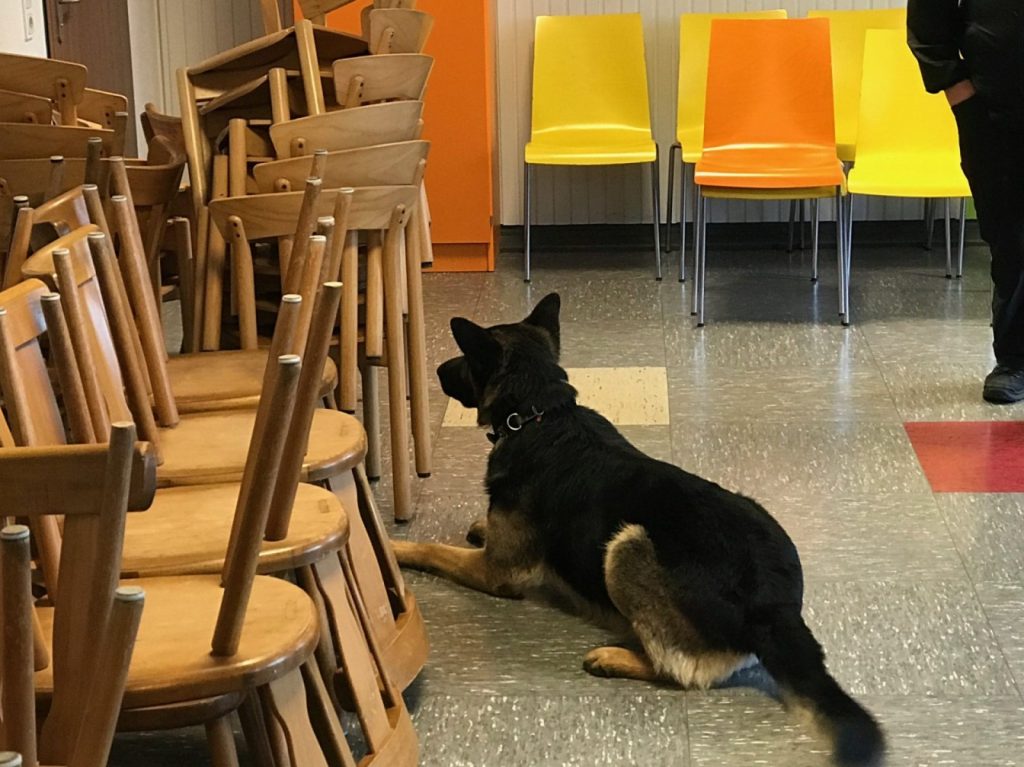 Hund liegt neben gestapelten Stühlen